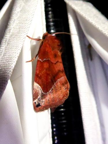 Réf. 287 174 : Cosmia pyralina